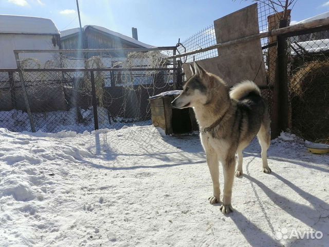 Касли лошадь у плетня. Авито куса животных. Литье куса клеймо. Каслинское литьё. Авито куса животных.