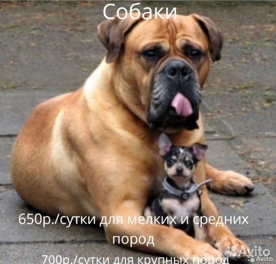 Гостиница для животных