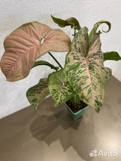 Сингониумы