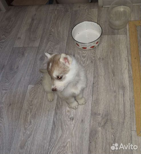 Щенки хаски