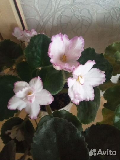 Фиалка, листики, детки