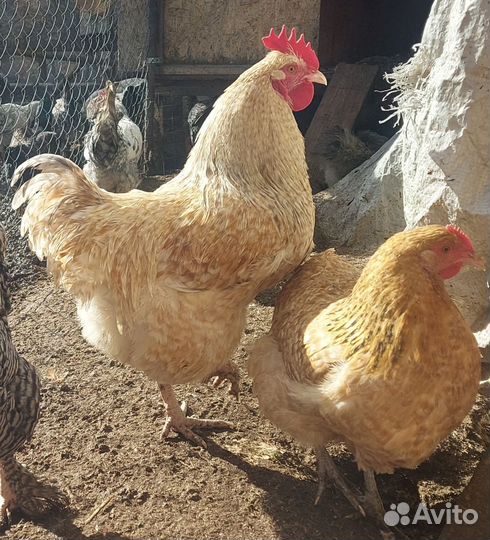 Петух Нидерхайнер