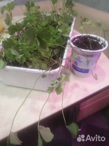 Сушни, марсилия маленькая