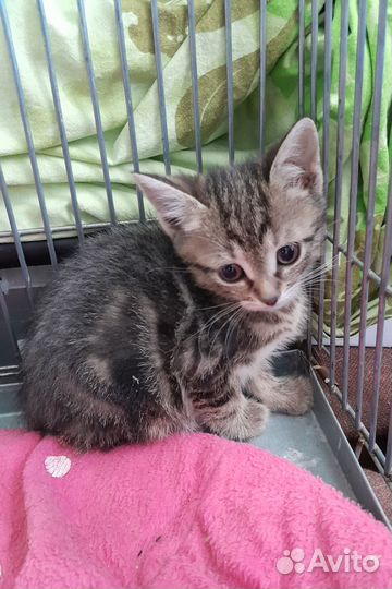 Котенок девочка 1,5 месяца