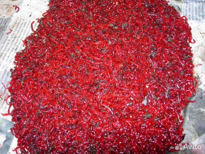 Мотыль, опарыш, черви