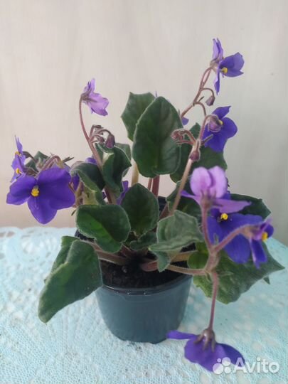 Комнатные растения