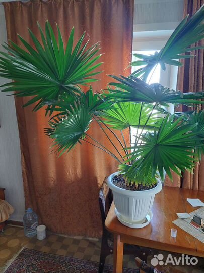 Пальма Ливистона