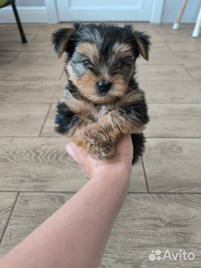 Йоркширский терьер щенки
