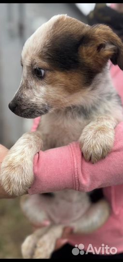 Щенок маленькой собаки в добрые руки