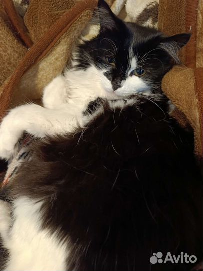 Кошечка в добрые руки