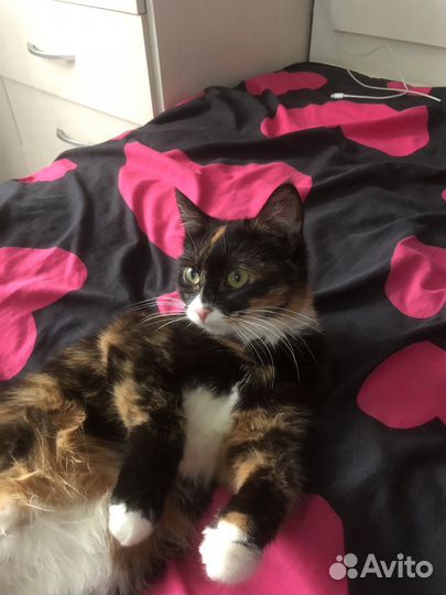 Кошка богатка на случку по договоренности