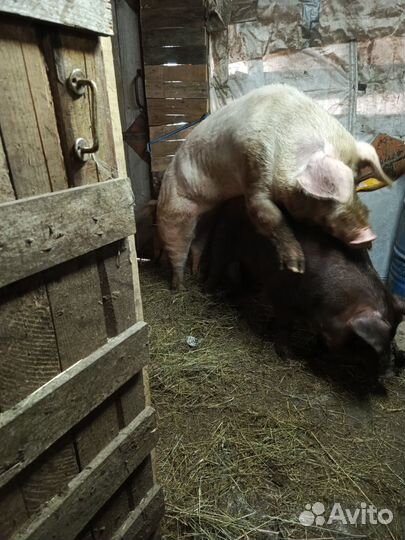 Рабочий хряк