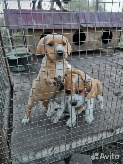 Собака в добрые руки отдам бесплатно