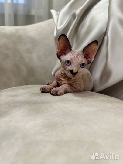 Канадский сфинкс котенок