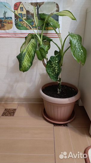 Диффенбахия