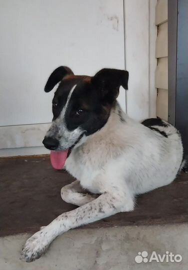 Собачка в добрые руки