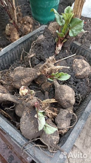 Георгины клубни