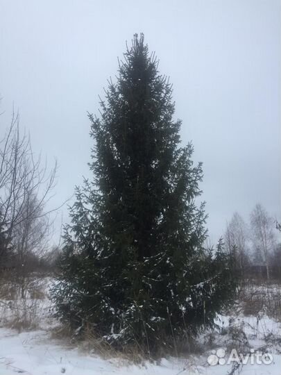 Оптовые продажи саженцев И крупномеров