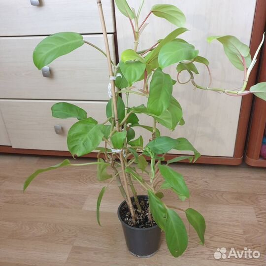 Филодендрон