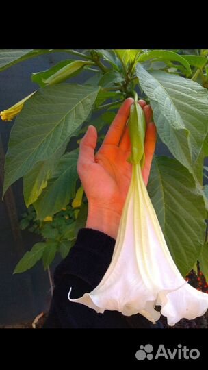 Бругмансия. любая высота