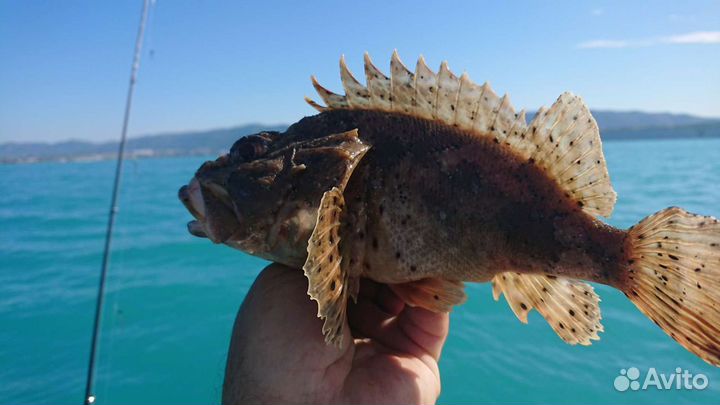 Рыбалка / морские прогулки /аренда