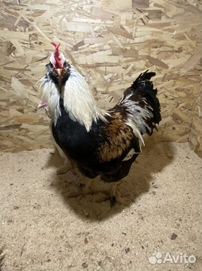 Инкубационное яйцо фавероль