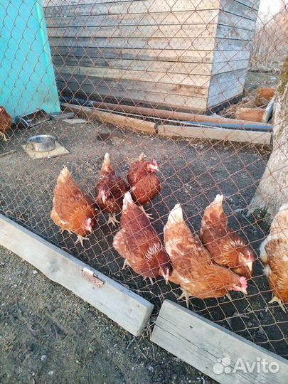 Курицы несушки