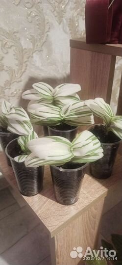 Традесканция