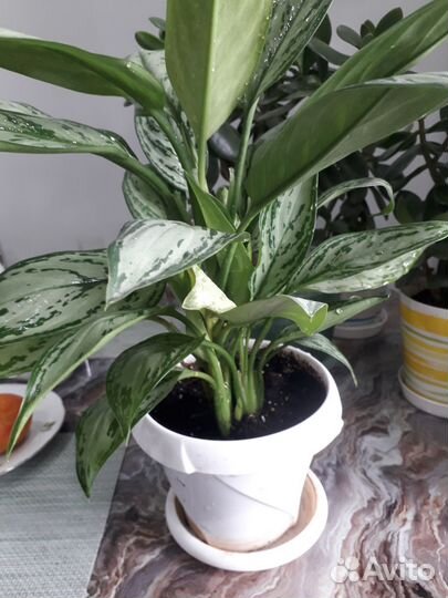 Спатифиллум,хойя,кротон