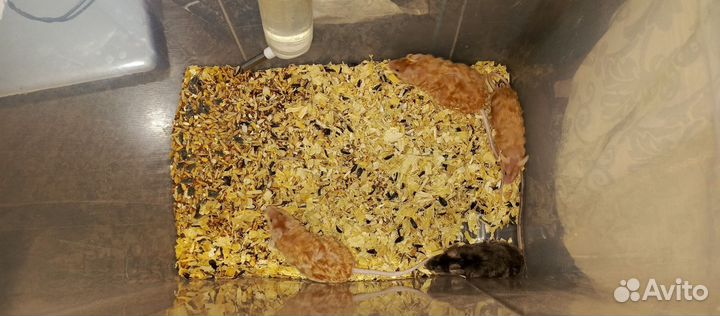 Отдаю кудрявых мышек