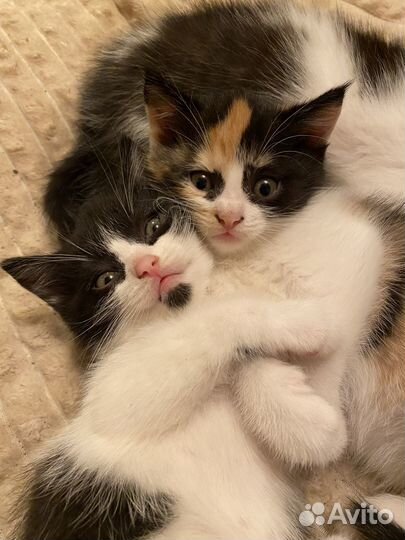 Котята - мать британка