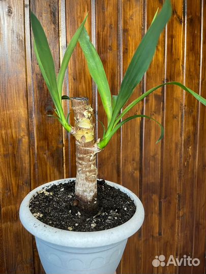 Пальма юкка