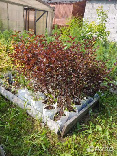 Саженцы пузыреплодника калинолистного