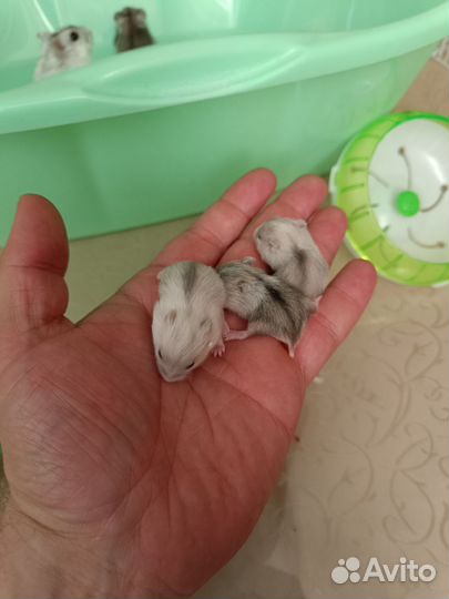 Сунгурский хомяк (Джунгарик)