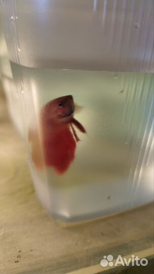 Аквариумные рыбки петушки