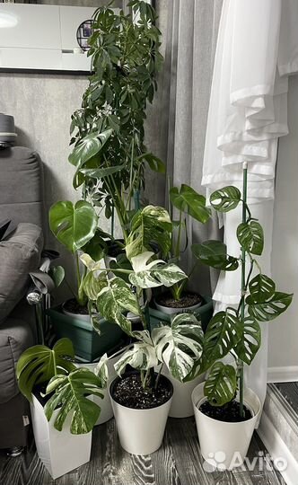 Монстера делициоза - Monstera deliciosa