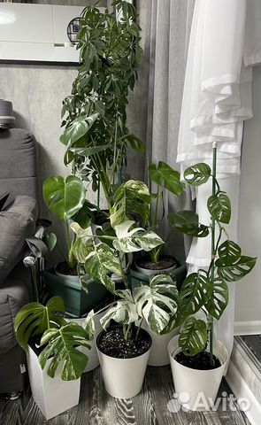 Монстера делициоза - Monstera deliciosa