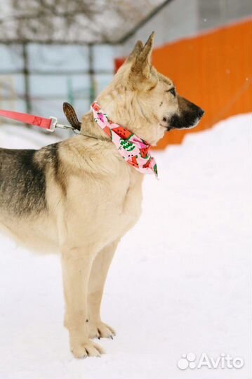 Собаки бесплатно