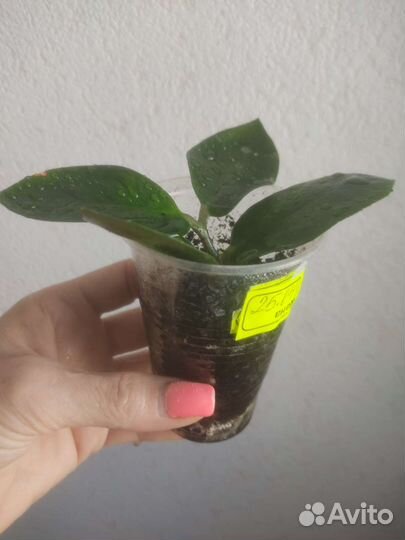 Замиокулькас долларовое дерево