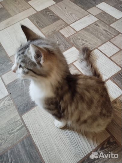 Котёнок мальчик помесь мейн кун в хорошие руки