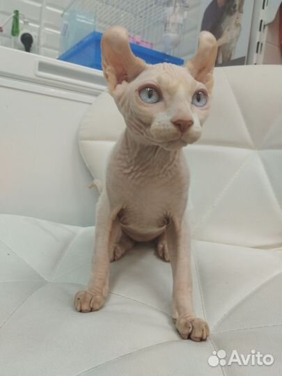 Котята сфинкс эльф