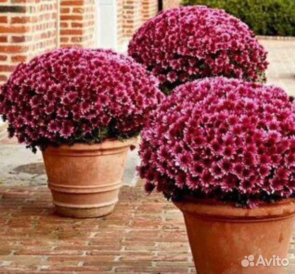 Хризантема мультифлора черенки