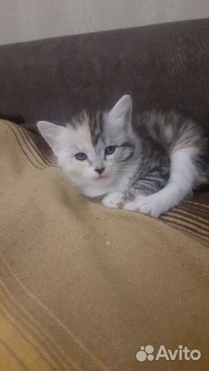 Котята