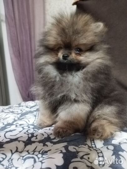 Померанский шпиц