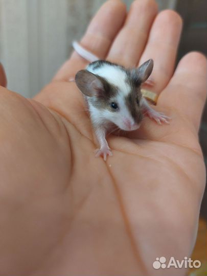 Мышки малышки. Есть клетки