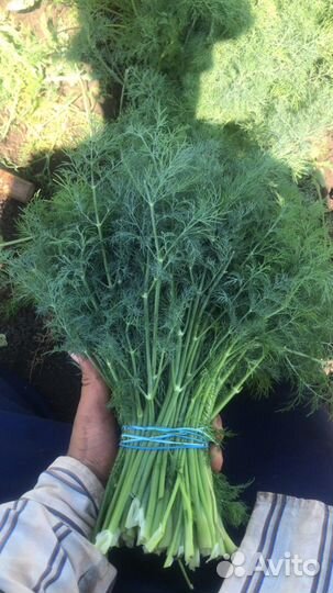 Укроп, кинза, петрушка и зелёный лук. Цена догавор