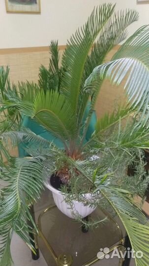 Цикус. Комнатный