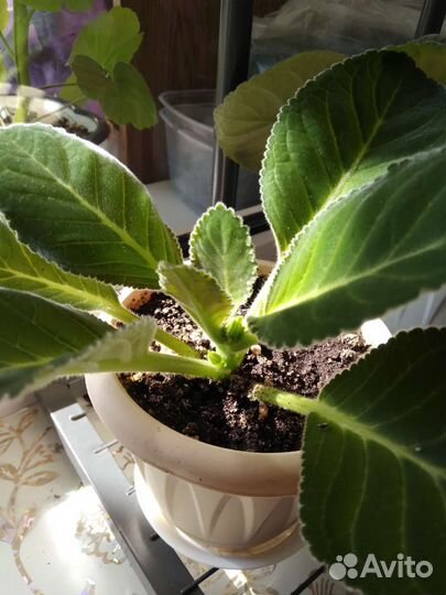 Глоксиния брокада