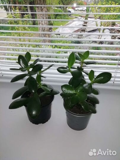 Крассула - толстянка