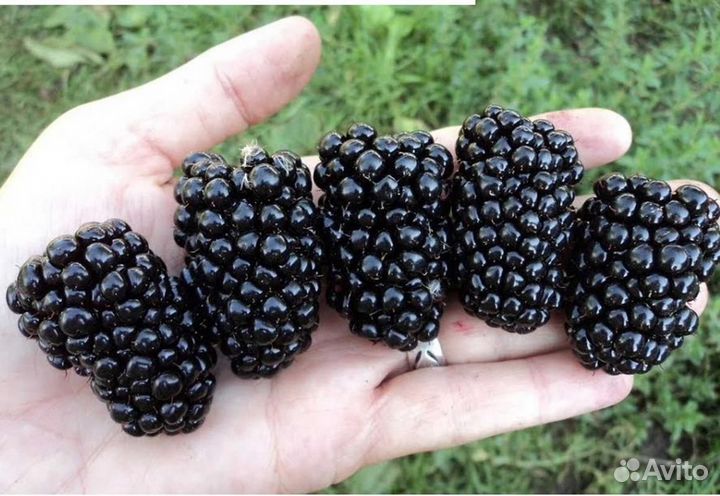 Саженцы ежевики блек джем